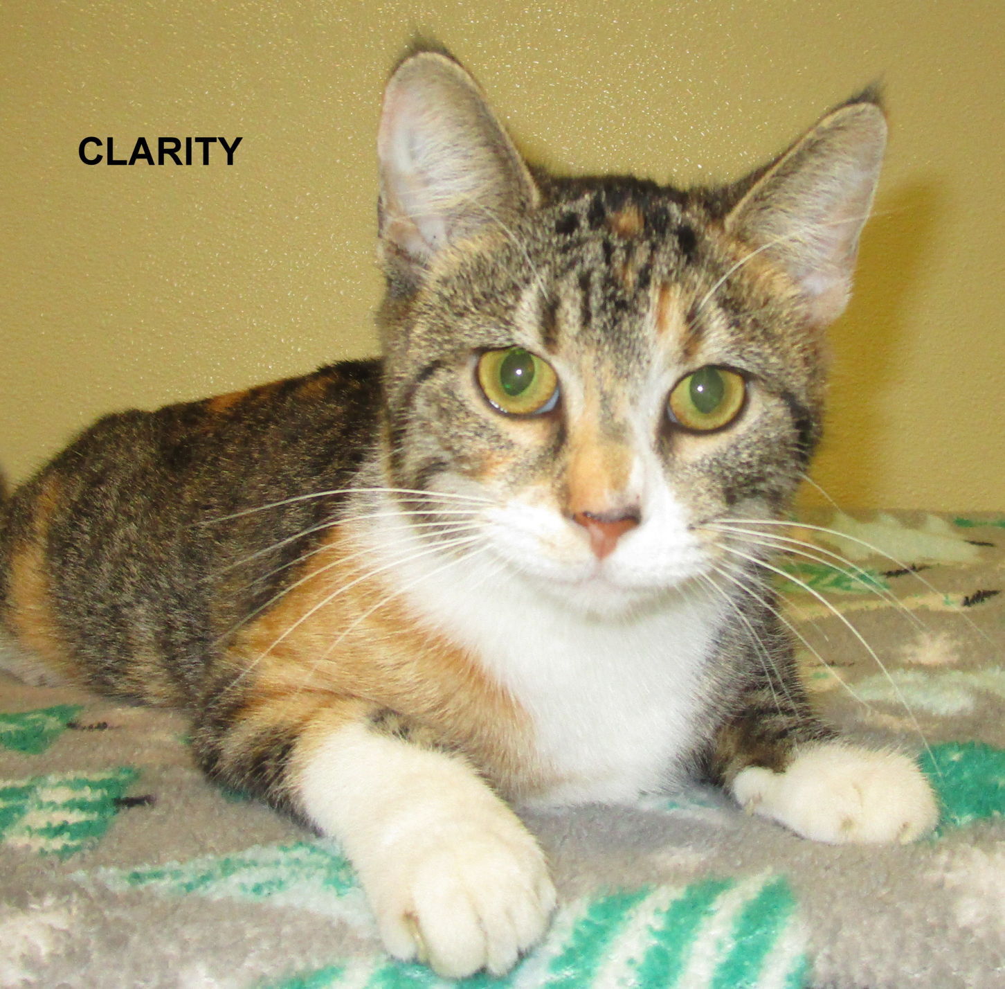 Clarity